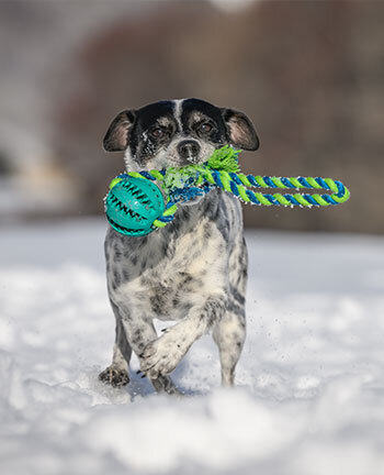 Dog Activities