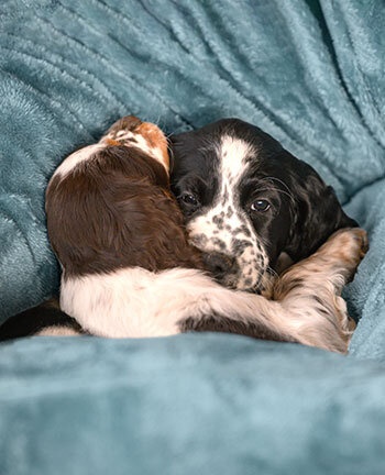 Dog Beds & Cushions