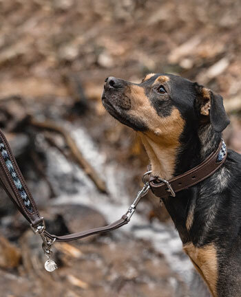 Dog Collars & Leads