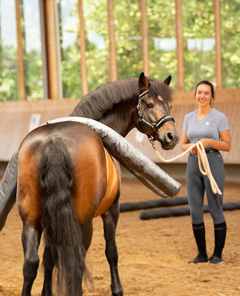 Lungeing & Horse Groundwork