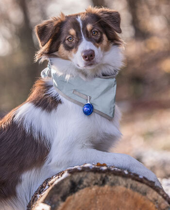 Reflective Wear Dog