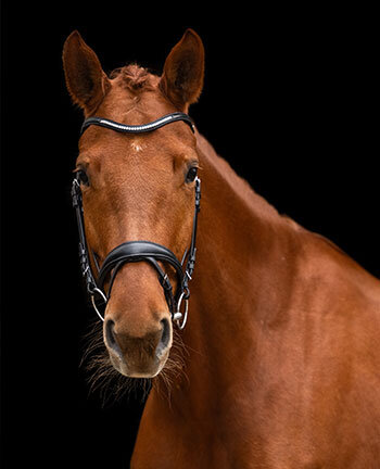 Buy horse accessories discount