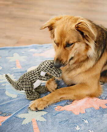 Dog Activities