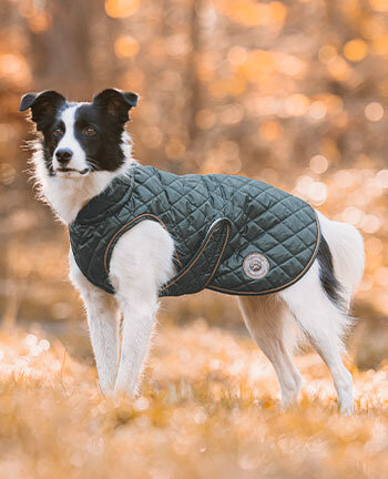 Dog Coats