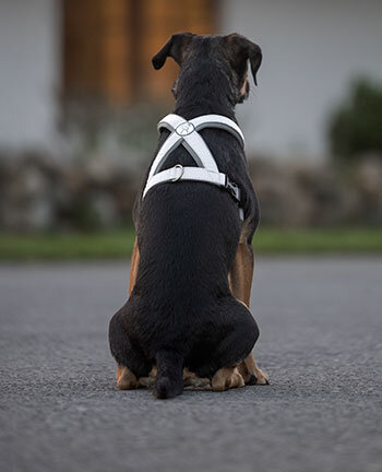 Reflective Wear Dog