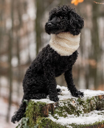 Dog Accessories