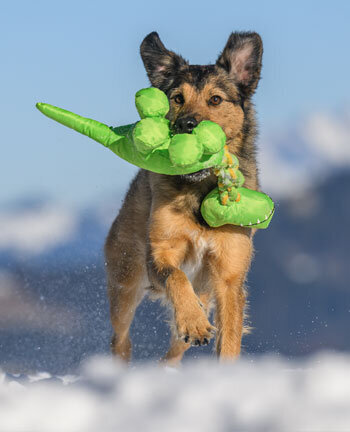 Dog Activities