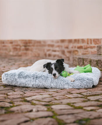 Dog Beds & Cushions
