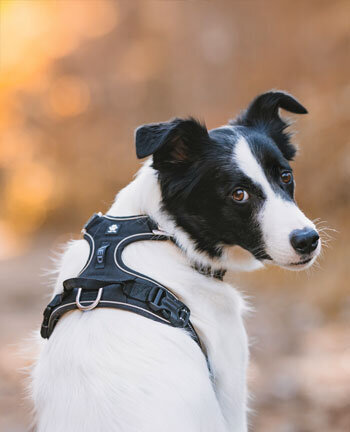 Dog Collars & Leads