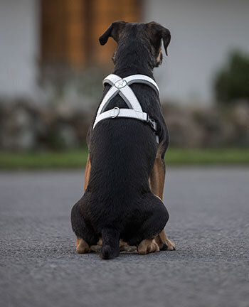 Reflective Wear Dog
