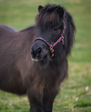 Pony & Foal