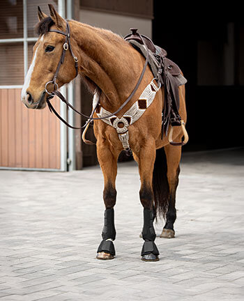 Western Horses