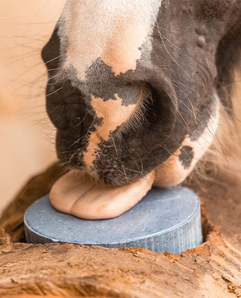 Horse Licks