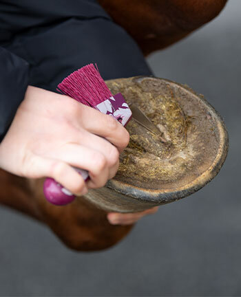 Hoof Cleaning