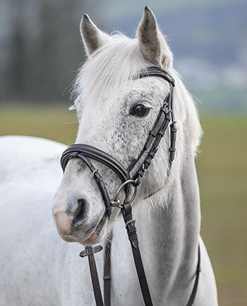 Pony Bridles