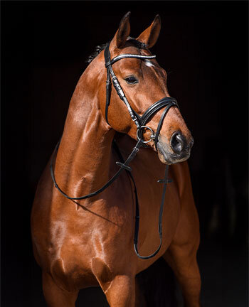 Bridles &  Accessories