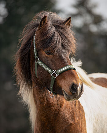 Headcollars, Bridles, Bits & Accessories
