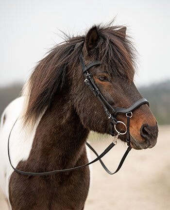 Icelandic Bridles & Accessories
