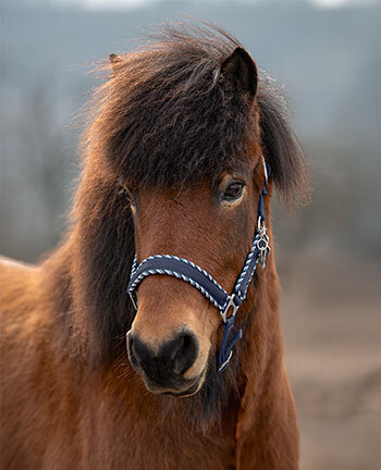 Icelandic Headcollars