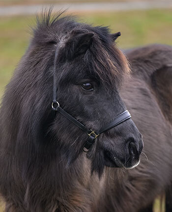 Pony & Foal Headcollars