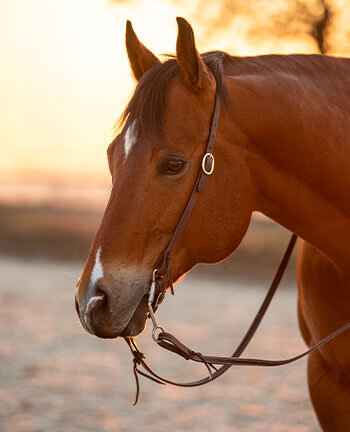 Western Headstalls & Accessories