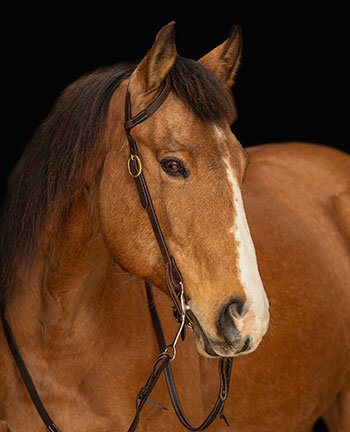 One-Ear & Two-Ear Headstalls