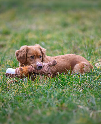 Dog Toys