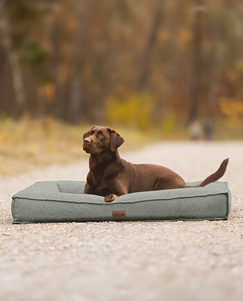 Dog beds