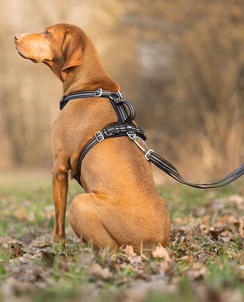 Dog Collars & Harnesses