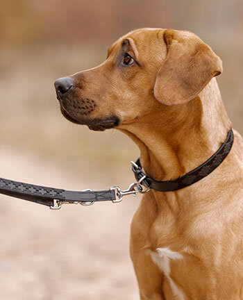 Dog Leads