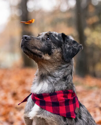 Dog accessories