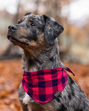 Dog Equipment & Accessories