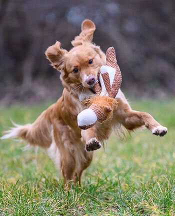 Dog Activities