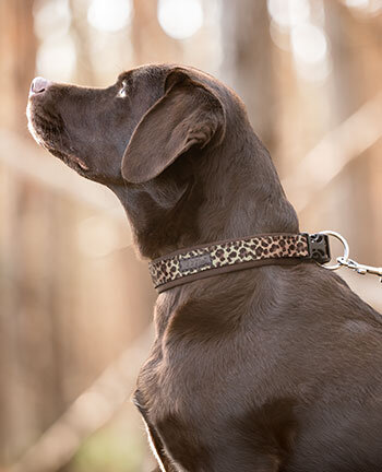 Dog Collars & Leads