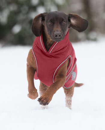 Dog Coats