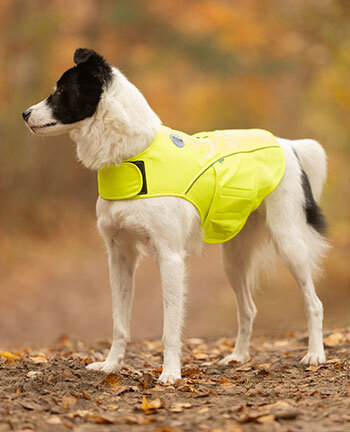 Reflective Wear Dog