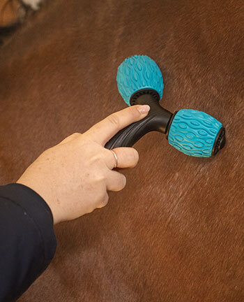 Stable & Arena