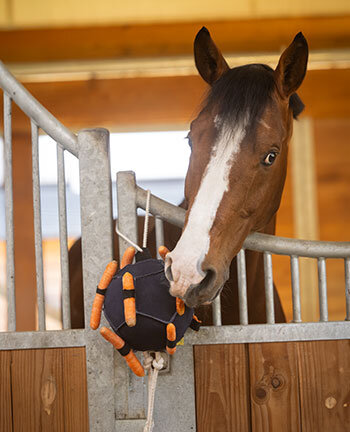 Stable Equipment