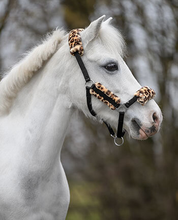 Pony & Foal