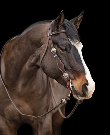 Western Horses