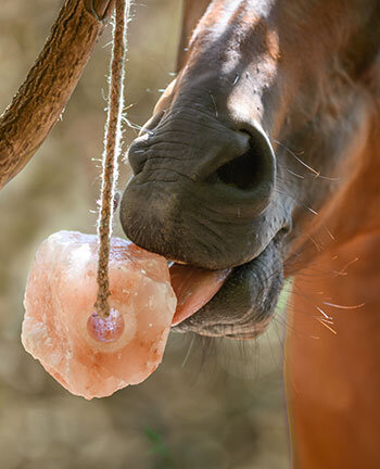 Horse Licks