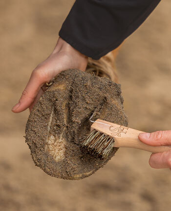 Hoof Cleaning