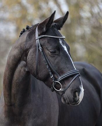 Bridles &  Accessories