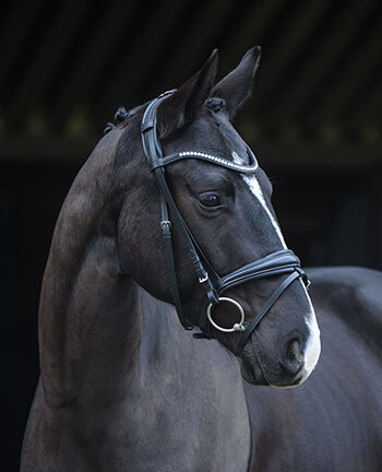 Cavesson & Flash Nosebands