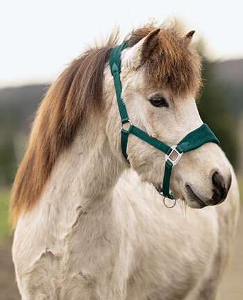 Icelandic Headcollars