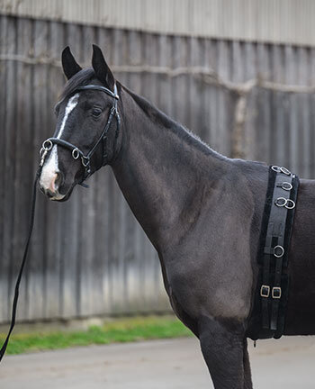 Lungeing & Horse Groundwork
