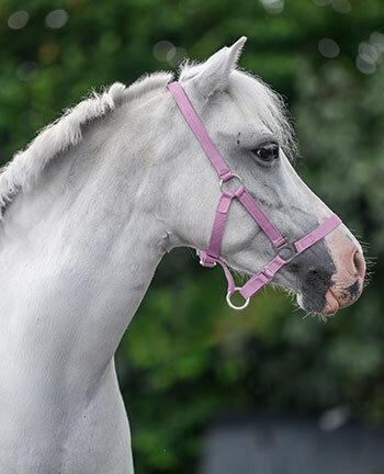 Pony & Foal Headcollars
