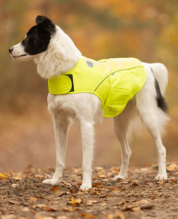 Reflective Wear Dog