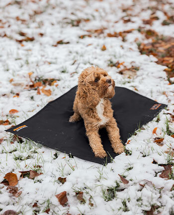 Therapy Items for Dogs