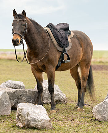 Trekking Saddles & Accessories